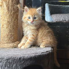 Orange kitten sitting on a cat tree with a scratching post in the background