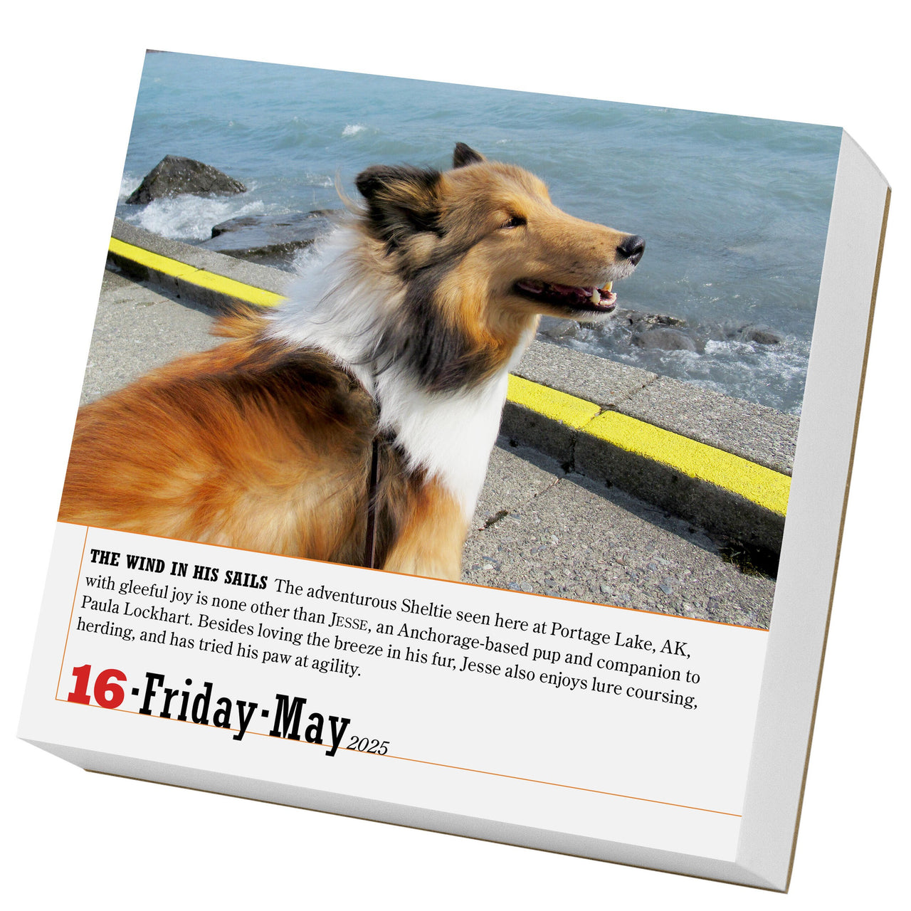 365 Dogs Page A Day Calendar 2025