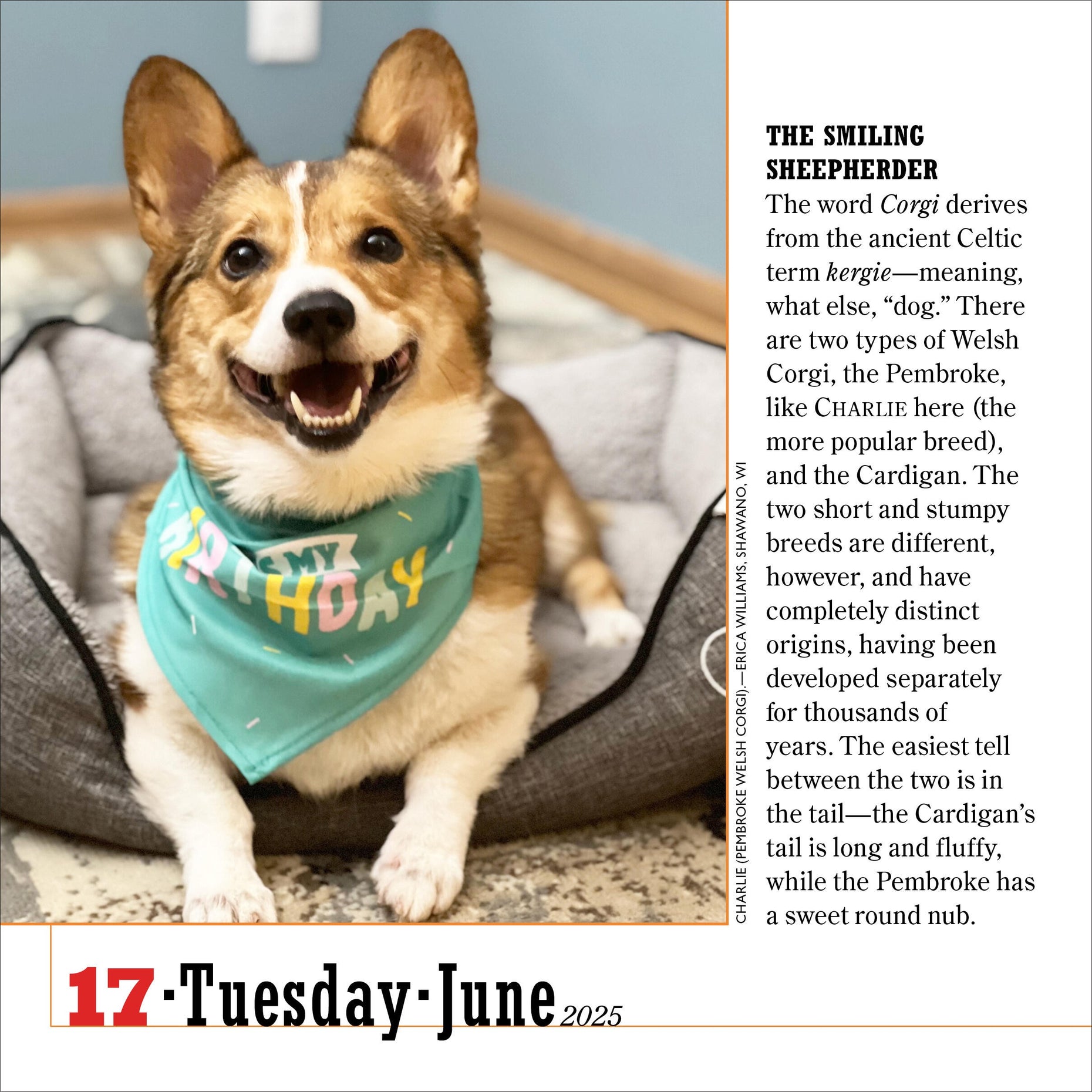 365 Dogs Page A Day Calendar 2025