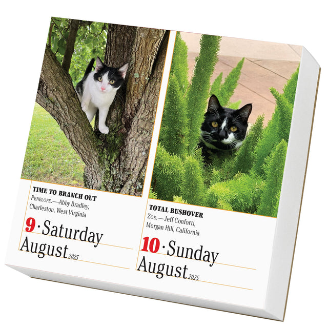 365 Cats PageADay® Calendar 2025