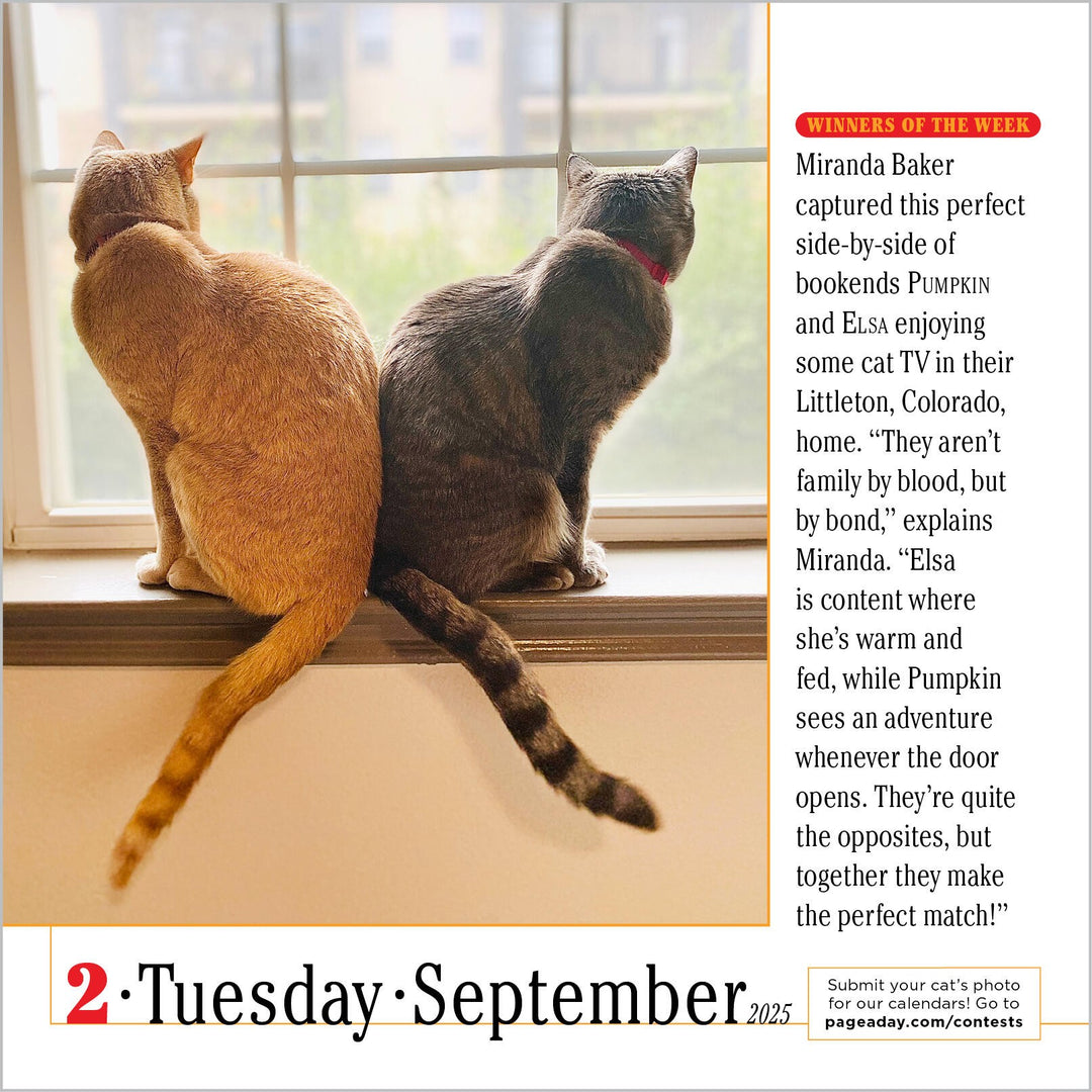 365 Cats PageADay® Calendar 2025