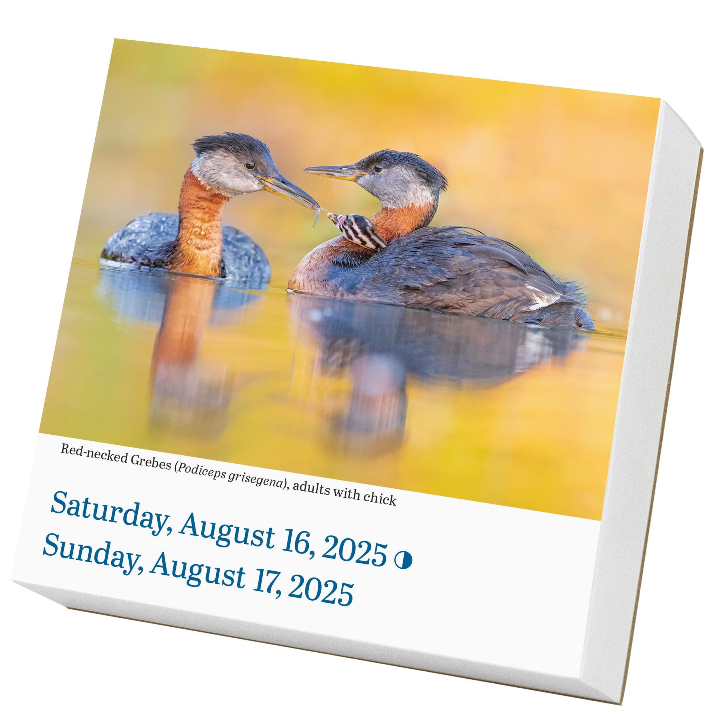 Audubon Birds PageADay® Calendar 2025