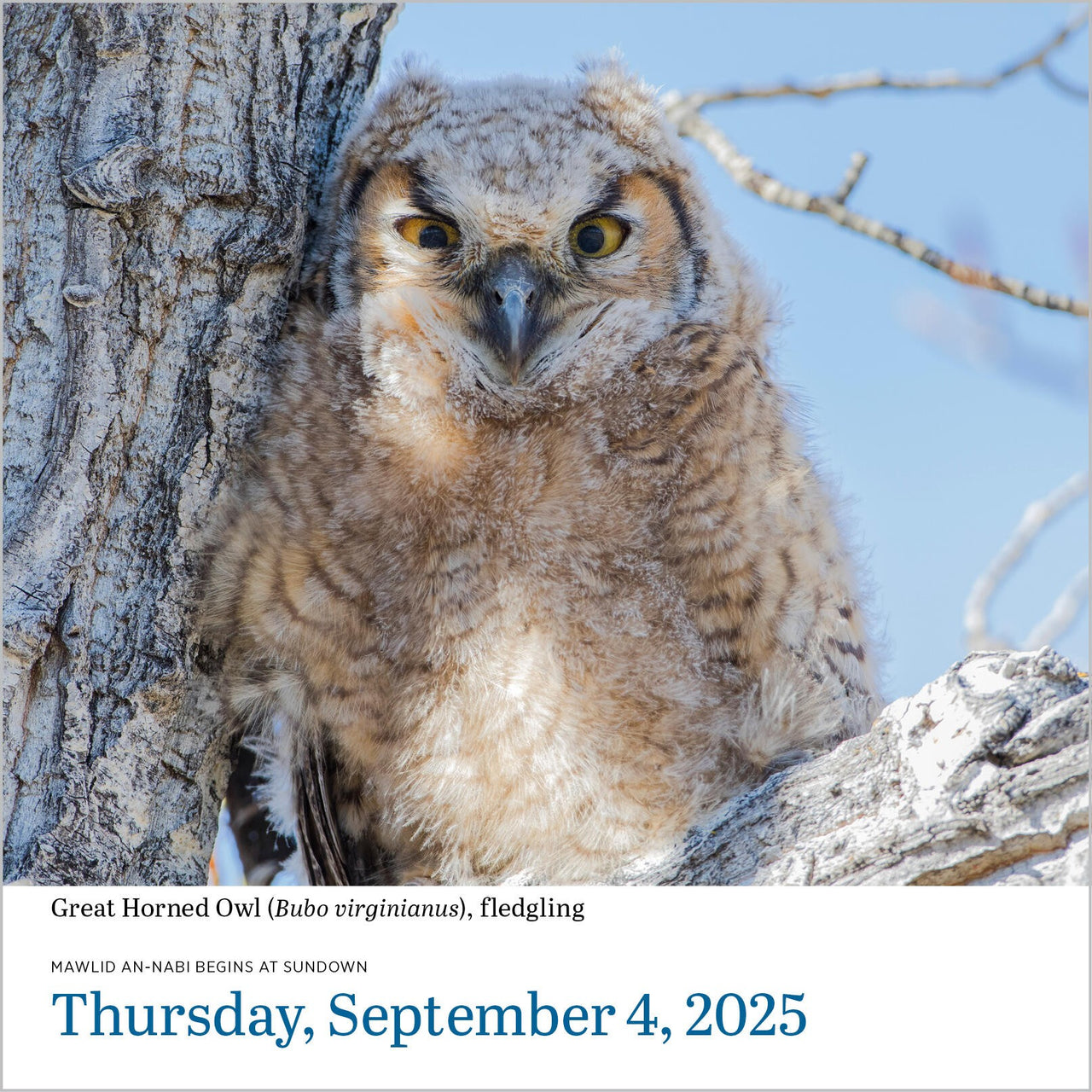 Audubon Birds PageADay® Calendar 2025