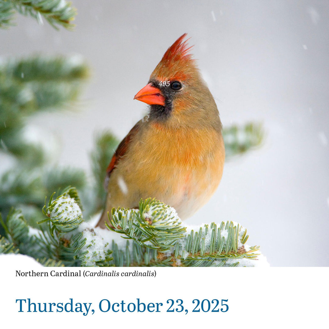 Audubon Birds PageADay® Calendar 2025