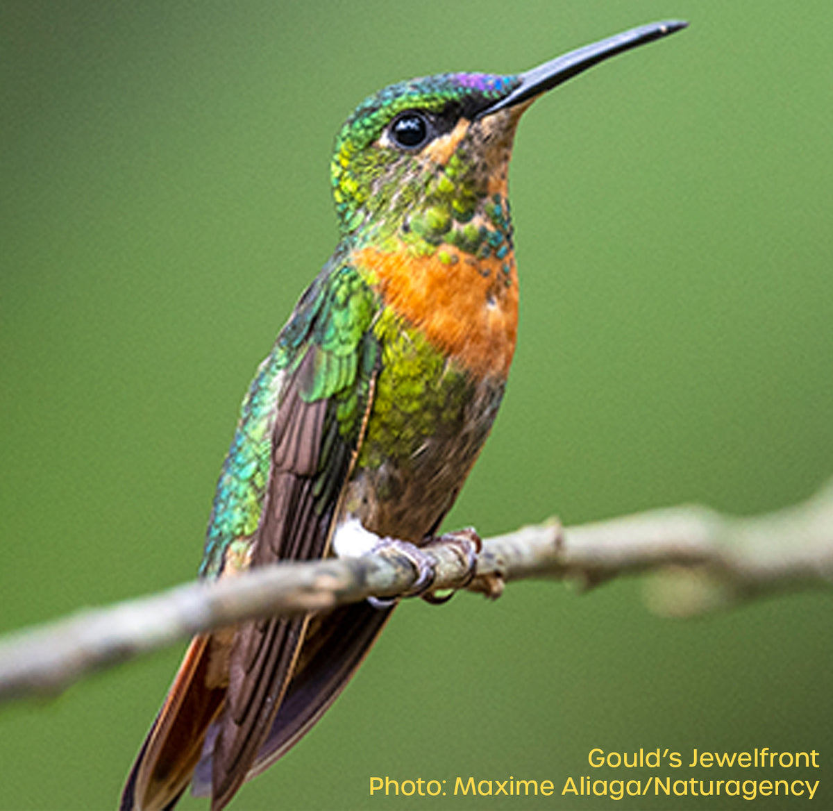 National Audubon Society