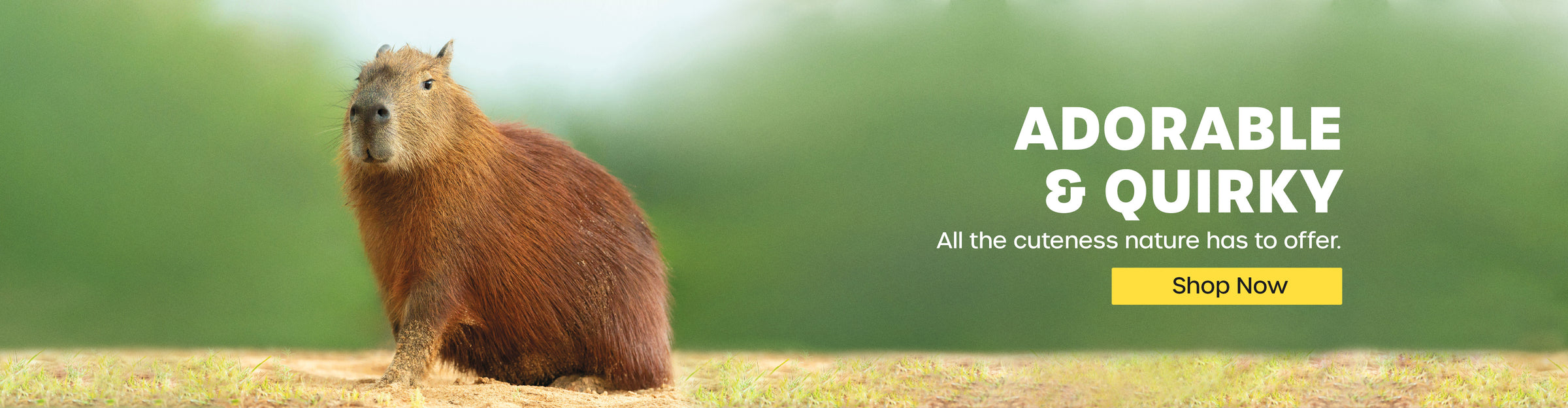 Shop Cute Animal Calendars Now!