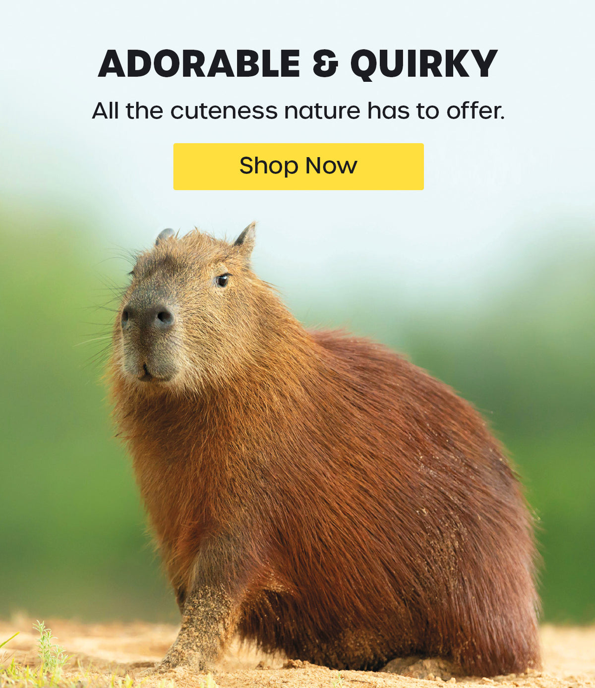 Shop Cute Animal Calendars Now!