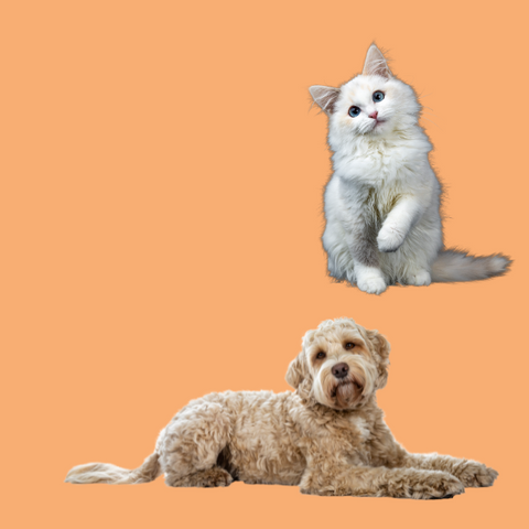 Your adorable pet could be featured in our calendars!
